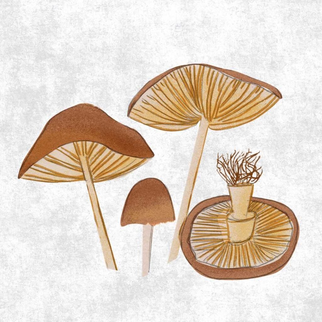 ILLUSTRATION BY ANITA FRAGER