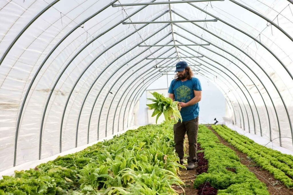 Esoterra Culinary Garden Founder Mark DeRespinis harvesting lettuce in one of the farm’s 10 x 1600-square-foot field tunnels.