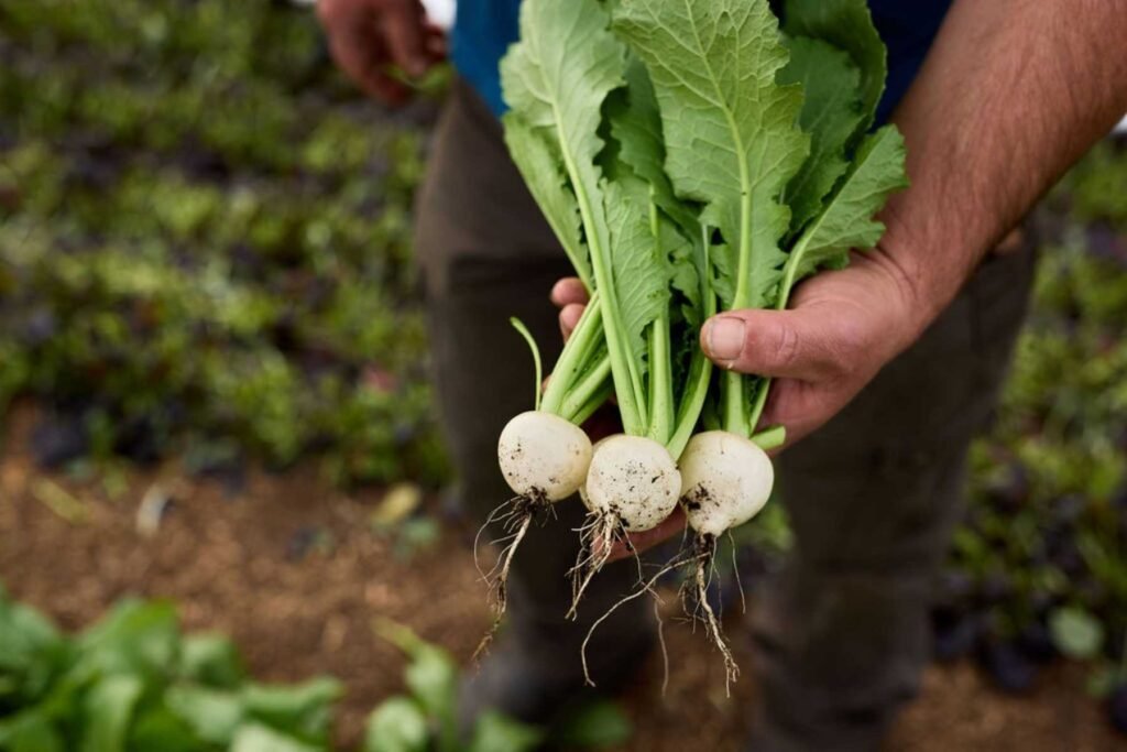 Mark harvesting young hakurei salad turnips.