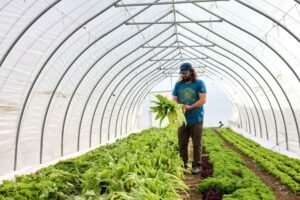 Esoterra Culinary Garden Founder Mark DeRespinis harvesting lettuce in one of the farm’s 10 x 1600-square-foot field tunnels.