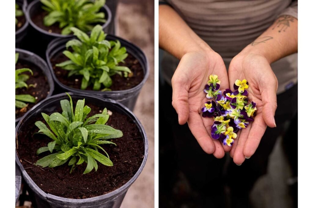 Potted plants grown in living soil; A closer look at the delicately picked violas.