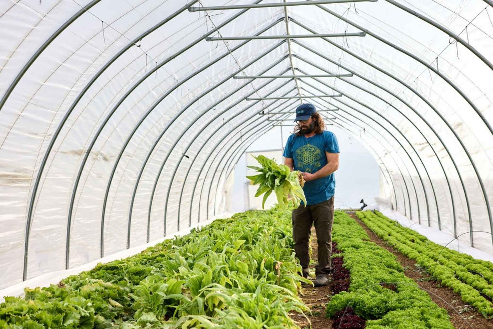Esoterra Culinary Garden Founder Mark DeRespinis harvesting lettuce in one of the farm’s 10 x 1600-square-foot field tunnels.