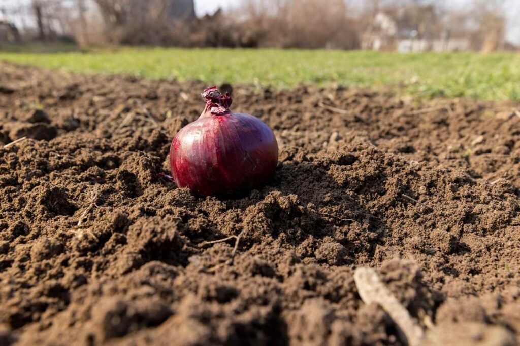 Onion in a field