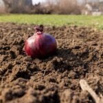 Onion in a field