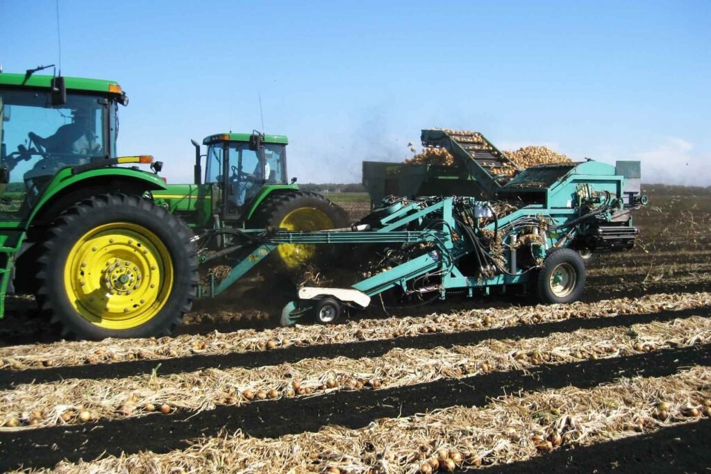 Onion harvest in the ‘muck soils’ of Wisconsin, a grower part of the National Onion Association. 