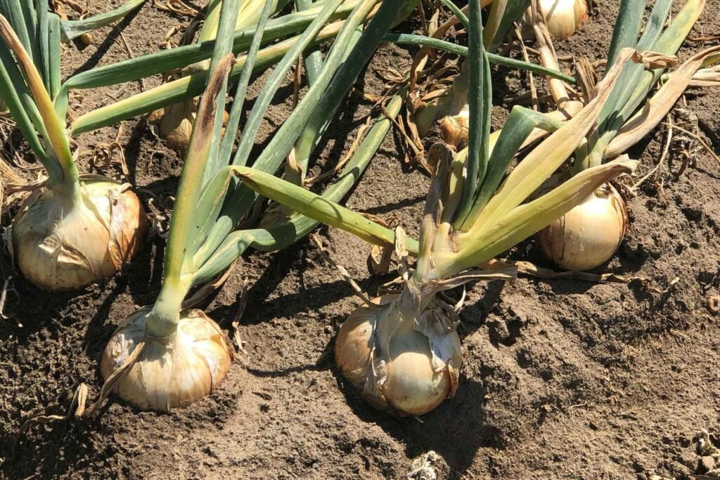 Mature onions waiting to be harvested. 
